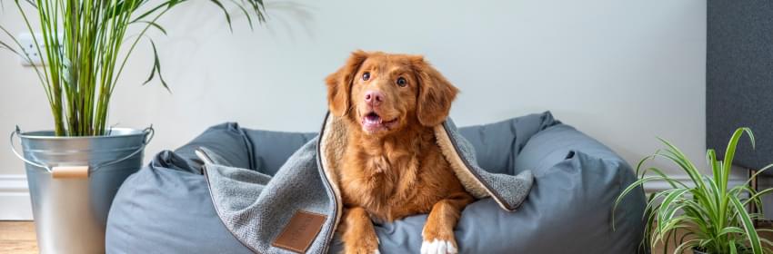 Conheça a nossa linha de produtos para Cães - Tropical Pet