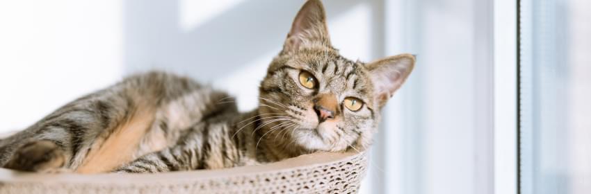 Conheça nossa linha de produtos para gatos - Tropical Pet