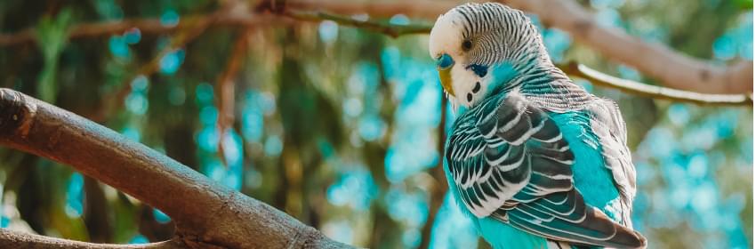 Conheça a nossa linha de produtos para pássaros - Tropical Pet