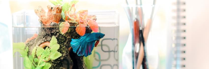 Conheça a nossa linha de produtos para peixes - Tropical Pet