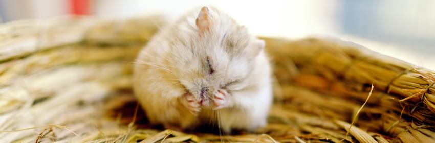 Conheça a nossa linha de produtos para roedores - Tropical Pet